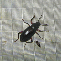 Xylopinus saperdoides