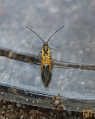 Neoheliodines arizonense