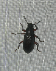 Xylopinus saperdoides