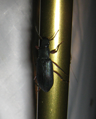 Xylopinus saperdoides