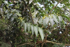 Psittacantheae