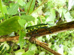 Chromacris psittacus