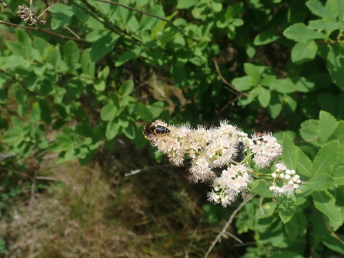 Sanborn's Beewolf photo 4
