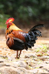 Gallus lafayettii