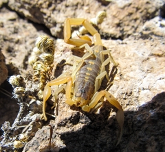 Centruroides vittatus