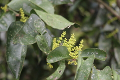 Psittacantheae