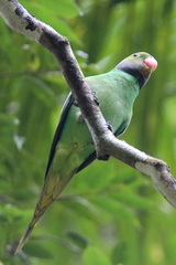 Psittacula calthrapae