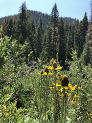 Rudbeckia californica