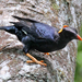 Sri Lanka Myna - Photo (c) tvp, some rights reserved (CC BY-NC-ND), uploaded by tvp