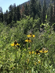 Rudbeckia californica