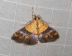 Tetracona amathealis