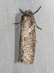 Lepidoscia euryptera