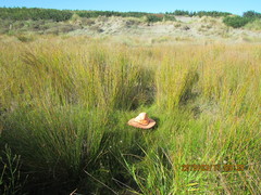 Schoenus concinnus