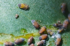 Ctenarytaina eucalypti
