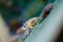 Ctenarytaina eucalypti