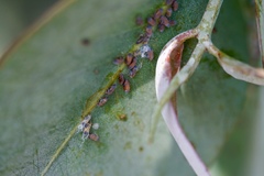 Ctenarytaina eucalypti