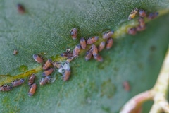 Ctenarytaina eucalypti