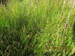Schoenus concinnus