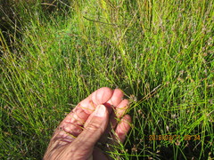 Schoenus concinnus