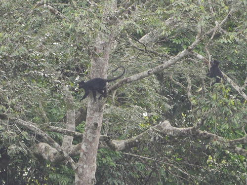 Lophocebus aterrimus