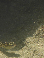 Abudefduf concolor