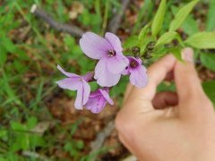 Cardamine bulbifera