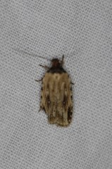 Agonopterix atrodorsella