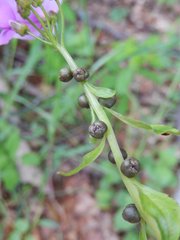 Cardamine bulbifera