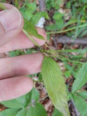 Cardamine bulbifera