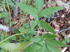 Cardamine bulbifera