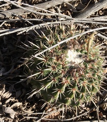Parodia mammulosa