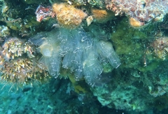 Clavelina oblonga