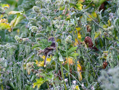 Myiophobus crypterythrus