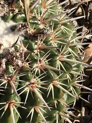 Parodia mammulosa
