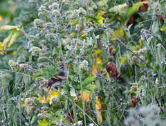 Myiophobus crypterythrus