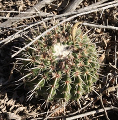 Parodia mammulosa