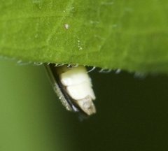 Photinus marginellus