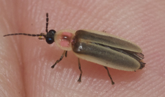 Photinus marginellus