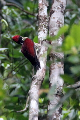 Chrysocolaptes stricklandi