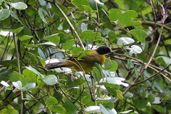 Rubigula melanicterus