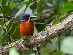 Alcedo quadribrachys