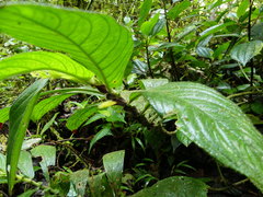 Columnea rubriacuta