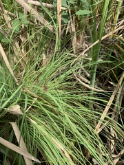 Carex laeviculmis