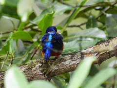 Alcedo quadribrachys