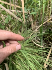 Carex laeviculmis
