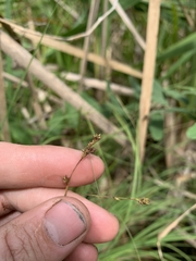 Carex laeviculmis
