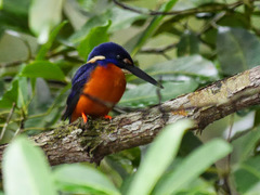 Alcedo quadribrachys