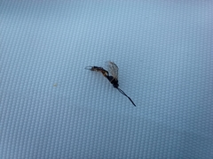 Ichneumonidae
