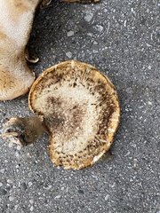 Cerioporus squamosus