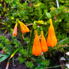 Stenomesson aurantiacum